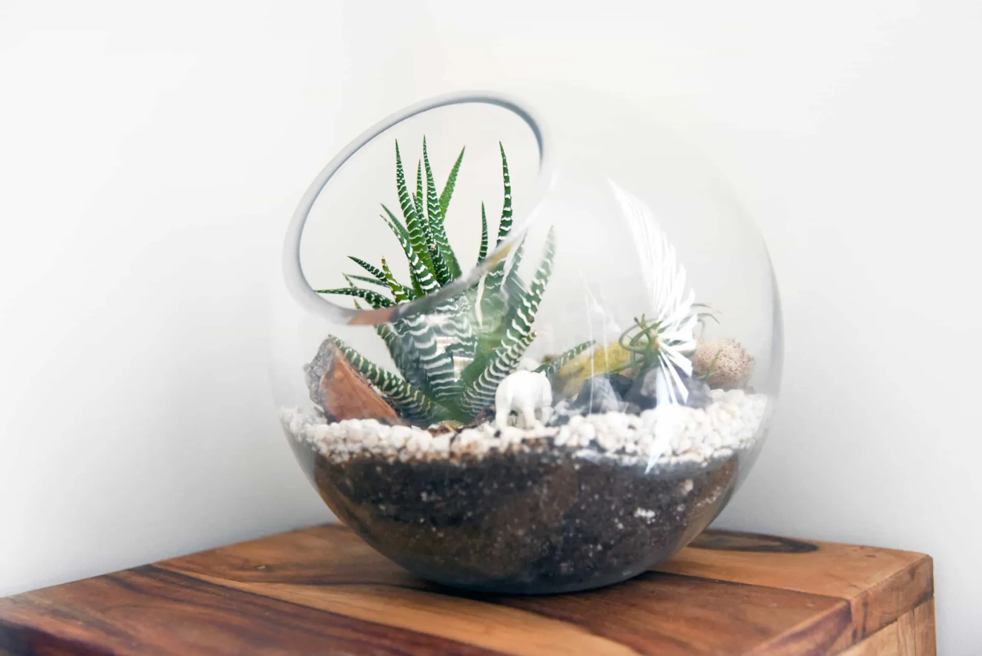 Terrário de vidro com várias suculentas e cactos pequenos dentro, sobre uma mesa de madeira.