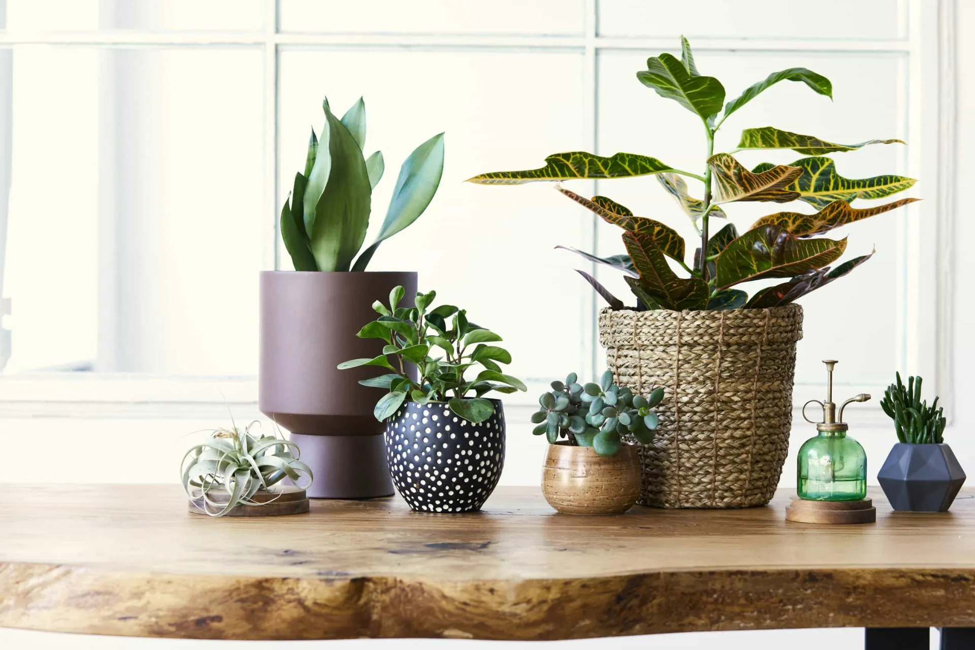 Várias plantas de interior, como samambaias e suculentas, em vasos dentro de uma casa.