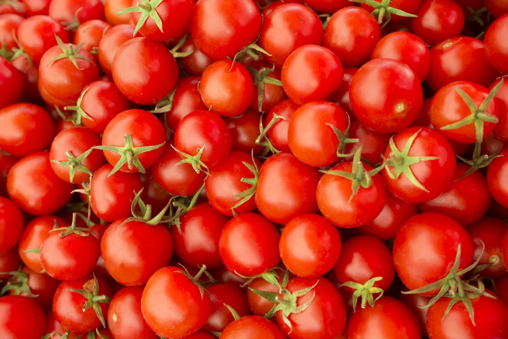 Tomates vermelhos frescos em um cacho, brilhando sob a luz.