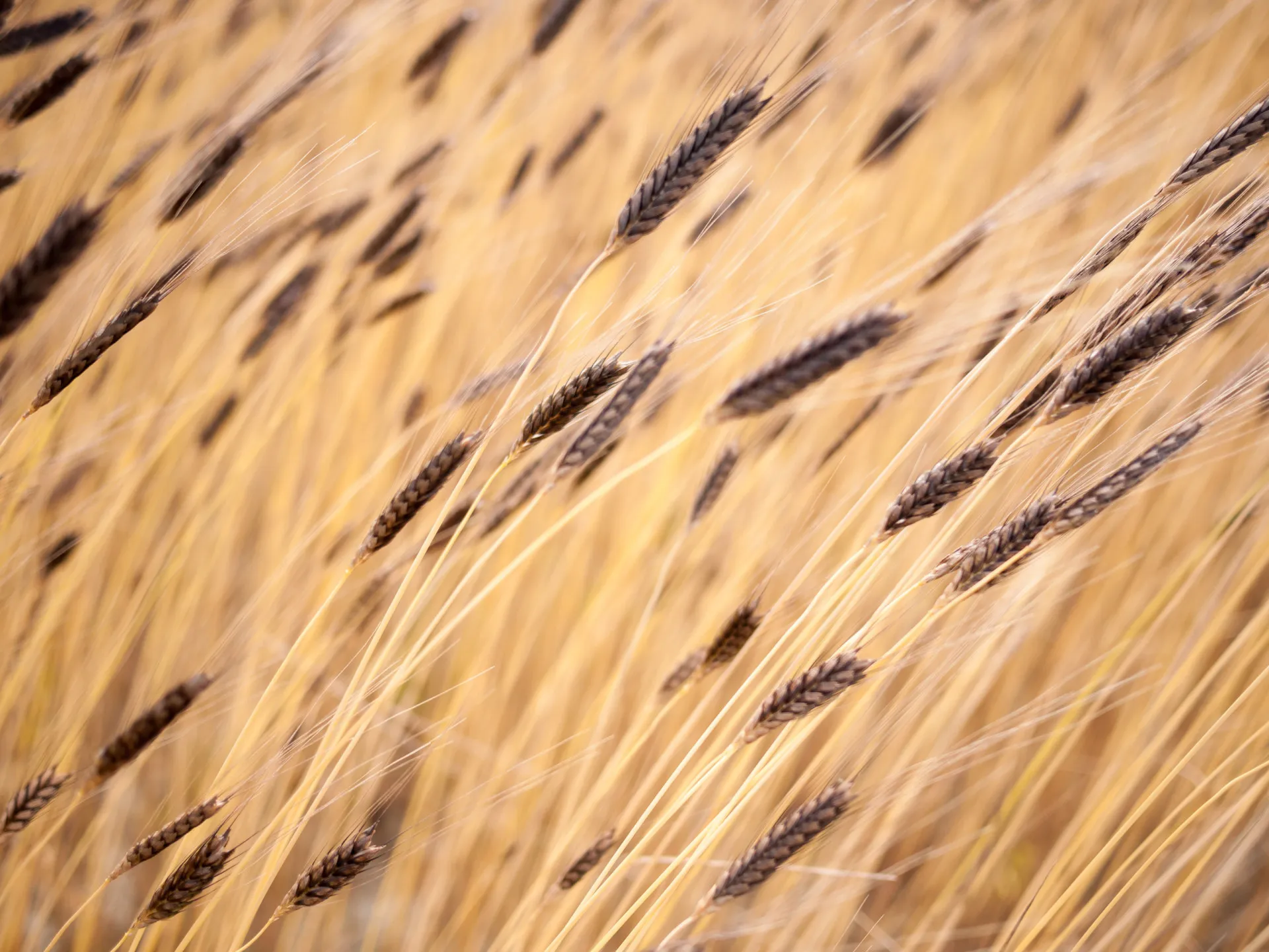 Grãos de trigo einkorn, um dos primeiros cereais a serem cultivados pela humanidade.