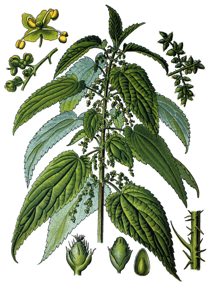 Um prato de pudim de urtiga, uma antiga iguaria britânica com folhas verdes e outros ingredientes.