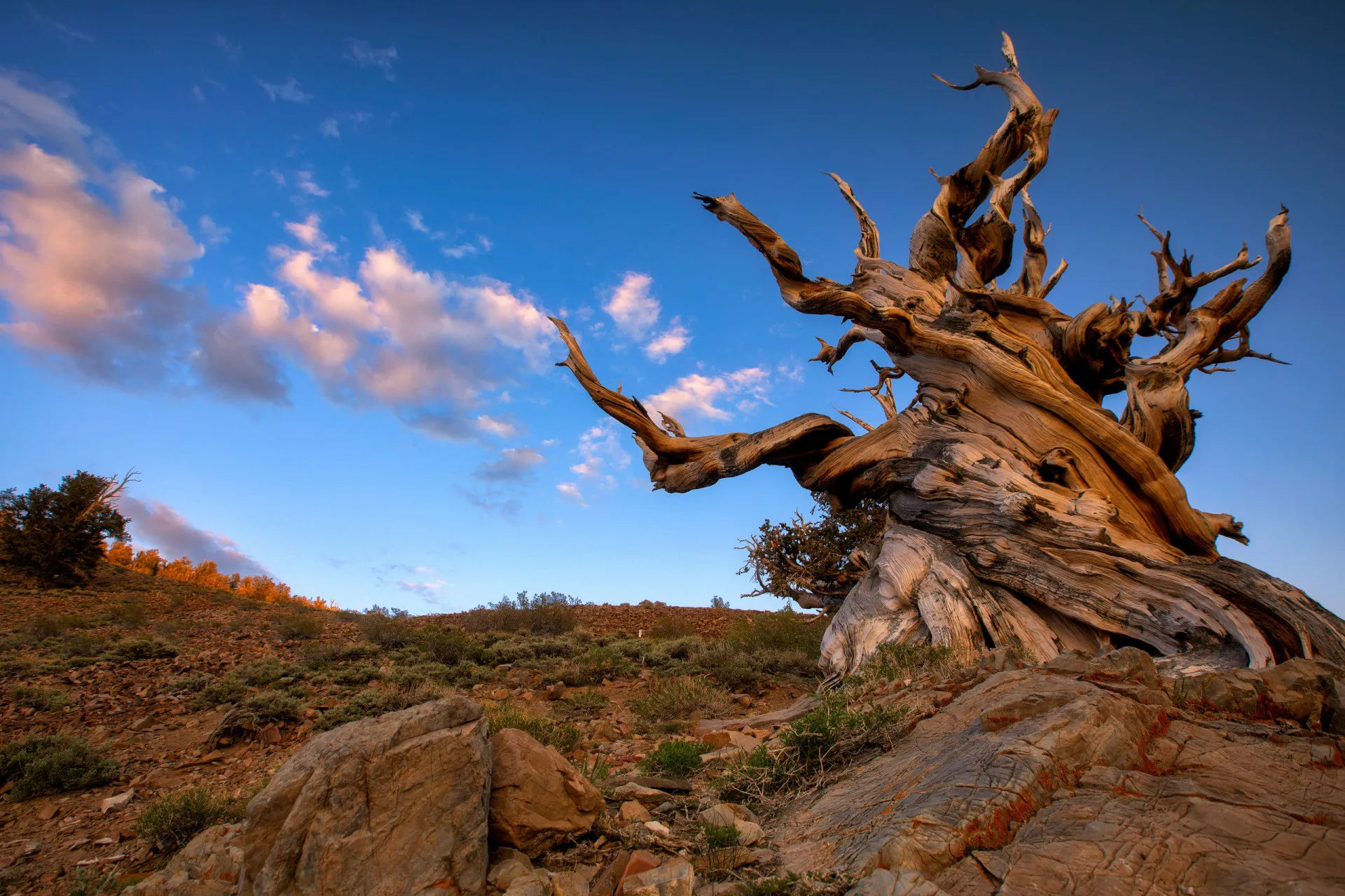 Um Pinheiro Bristlecone retorcido e antigo, crescendo em um ambiente montanhoso e hostil.
