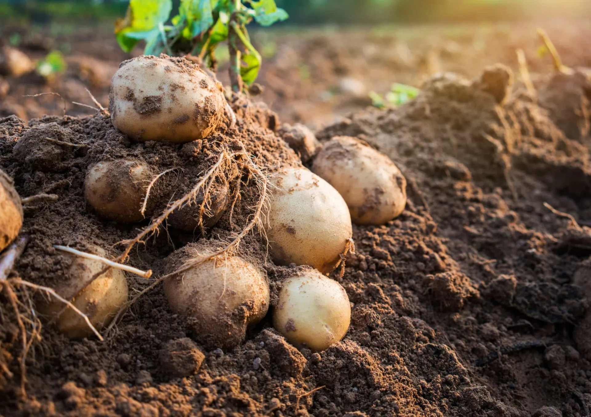 Um punhado de batatas La Bonnotte, pequenas e com a casca terrosa.