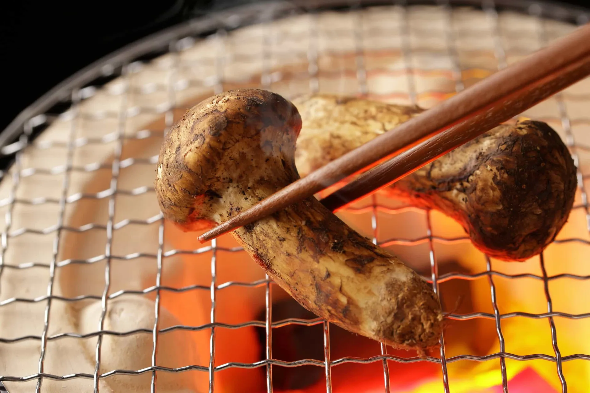 Cogumelos Matsutake frescos, com seus chapéus grossos e caules brancos.